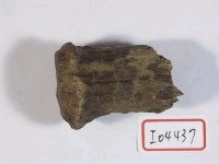 藏品(鹿角基部)的圖片